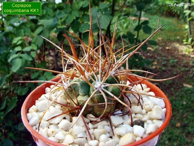 Copiapoa_ coquimbana_ KK1 _04